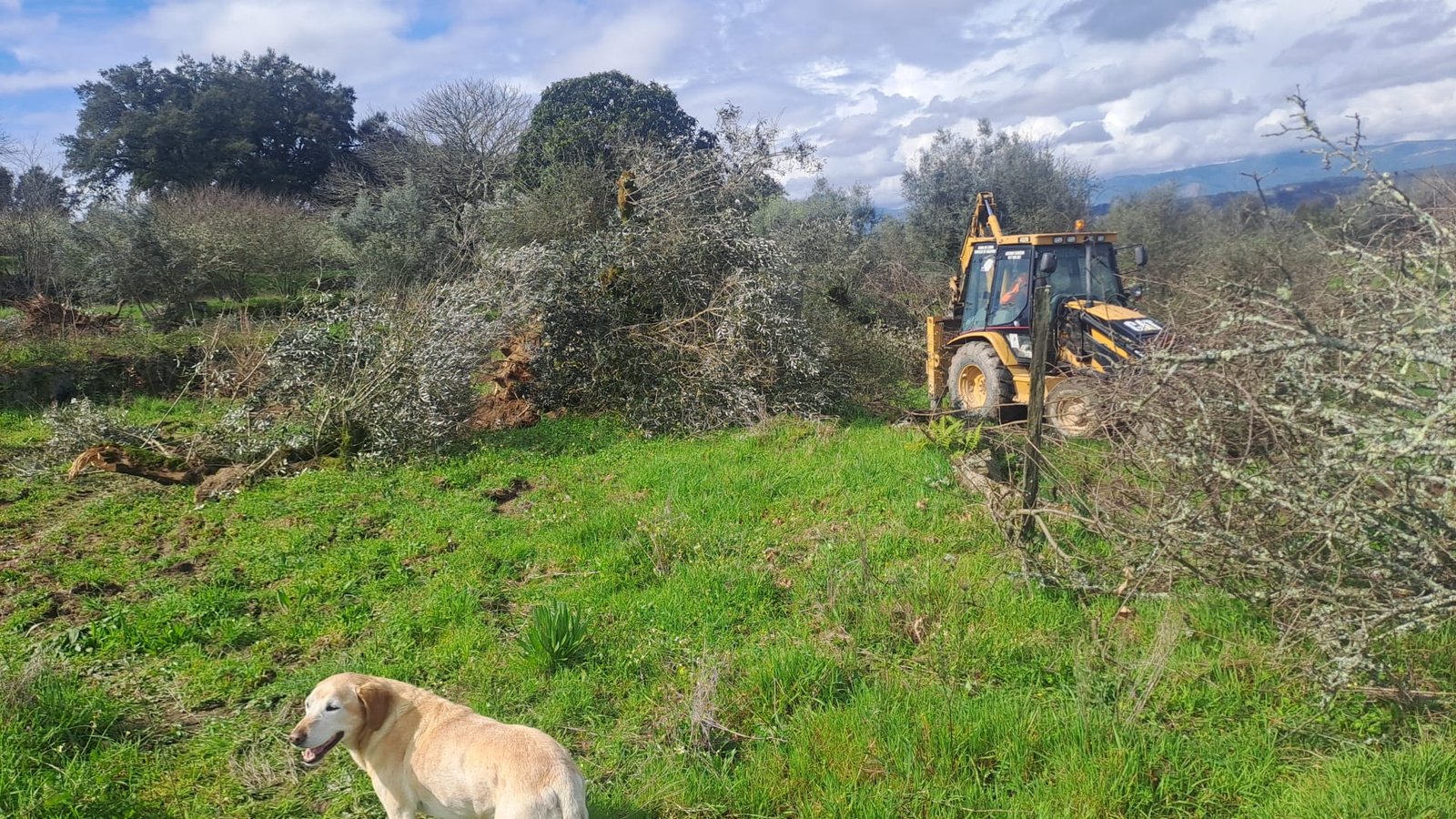 A backhoe pulling an olive tree, with the farm dog looking on