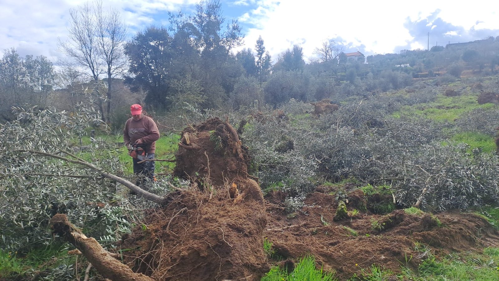 Cutting back an uprooted olive tree with a chainsaw, ready for relocation