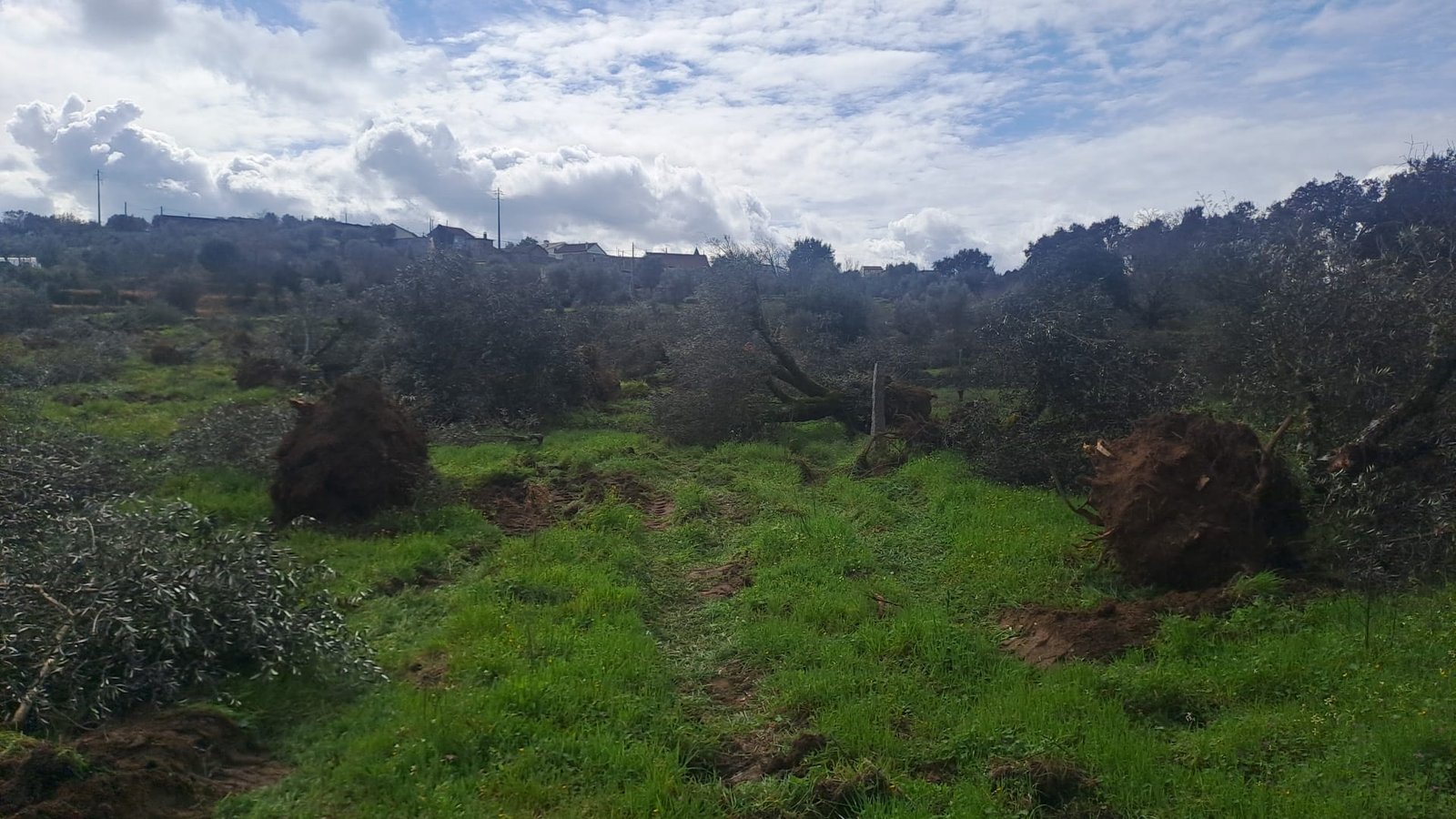 A field of uprooted olive trees cleared to make way for vineyard planting