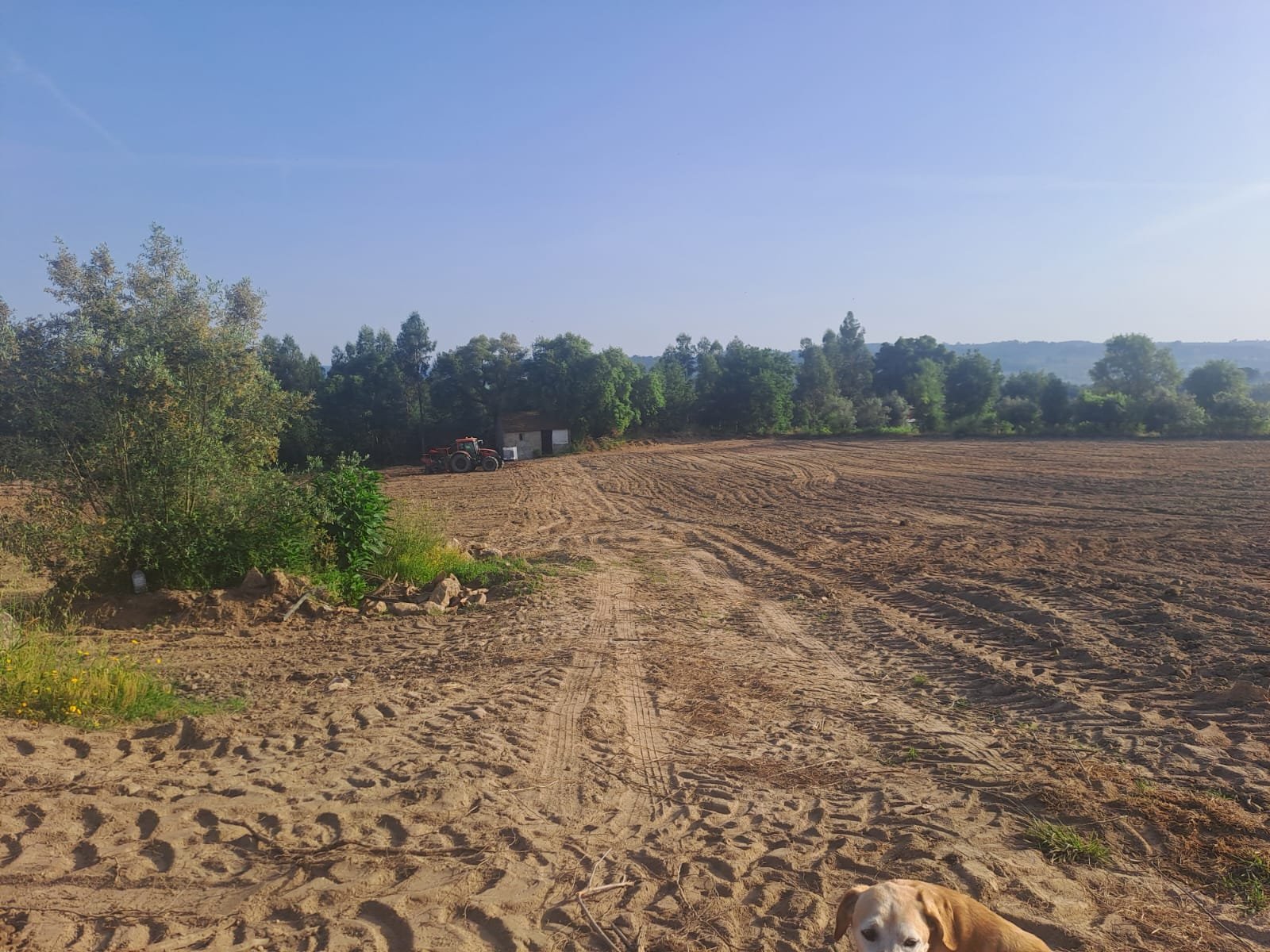 The farm dog resting at the edge of the freshly tilled field