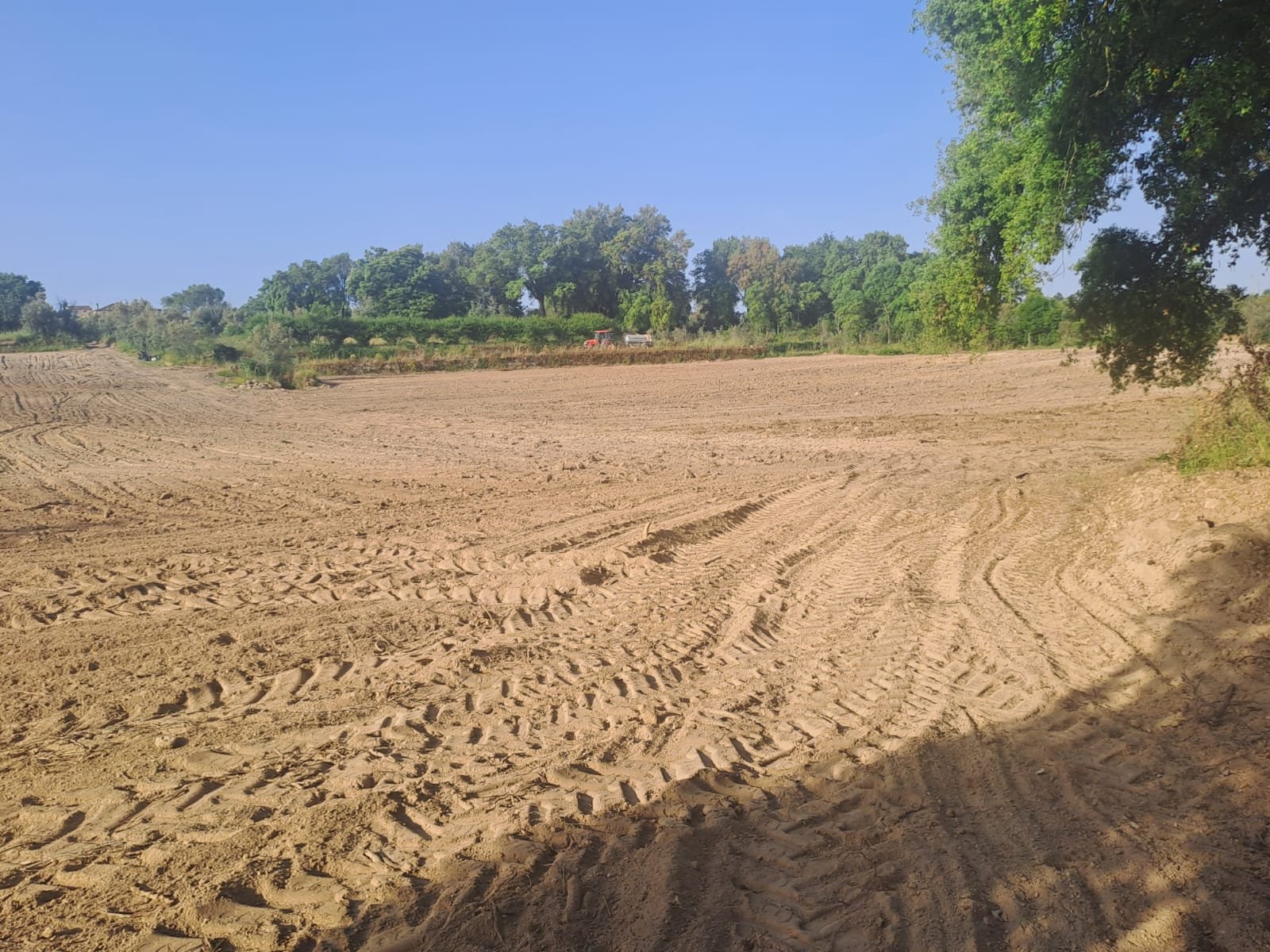 Wide view of the tilled vineyard plot, tree line in the background