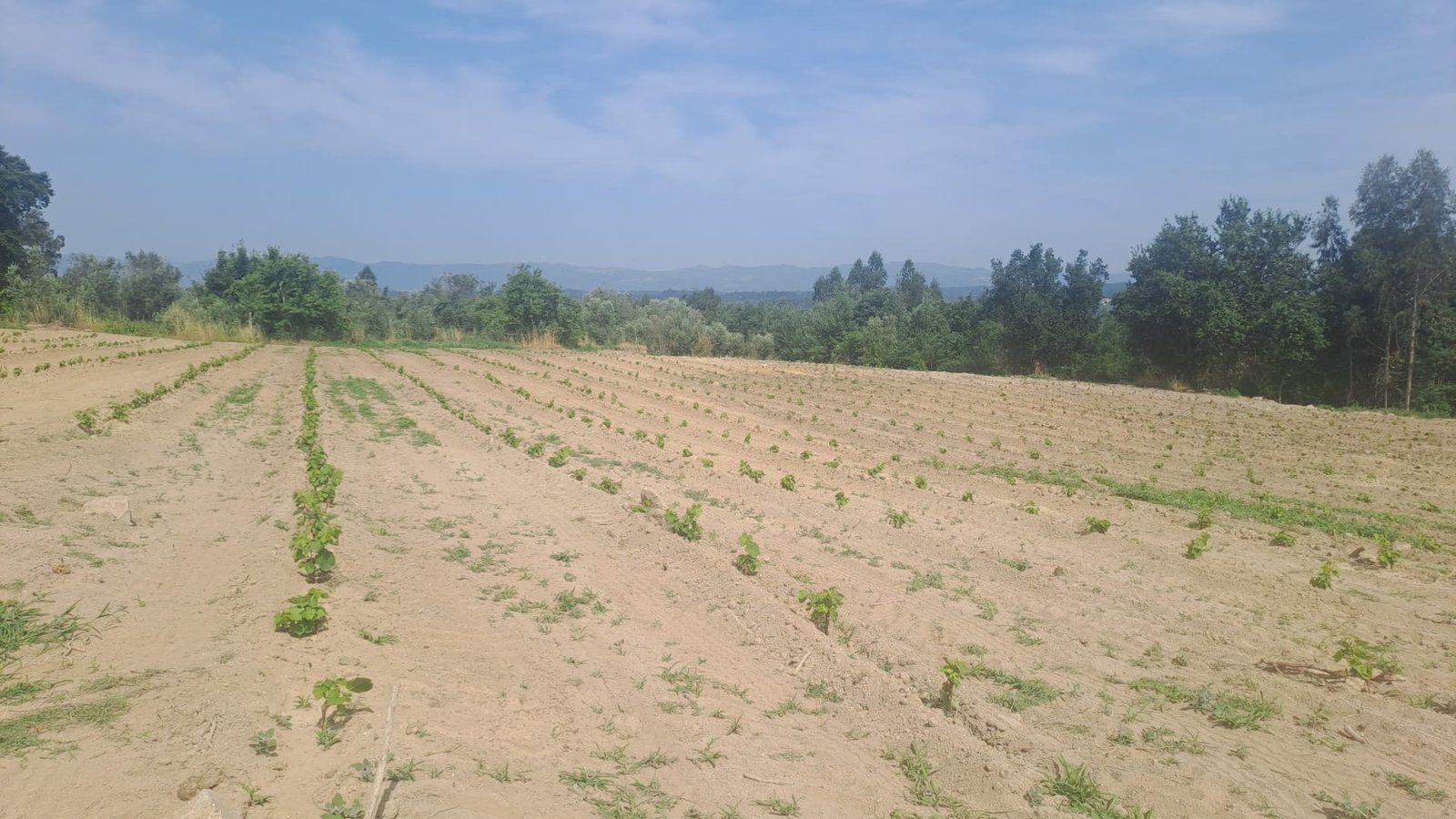 A wider view of the vine rows just after planting, tree line and hills in the distance