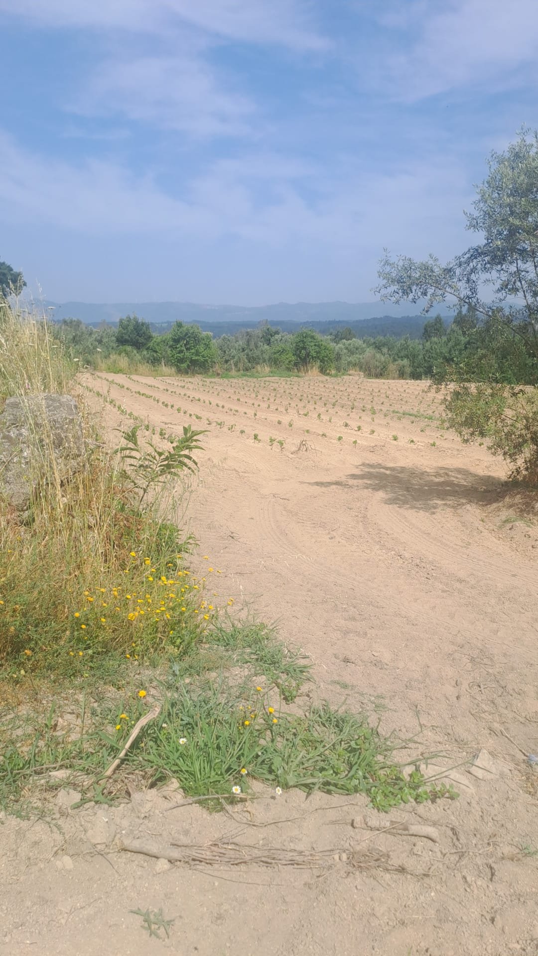 Rows of newly planted vines stretching across the field toward the mountains