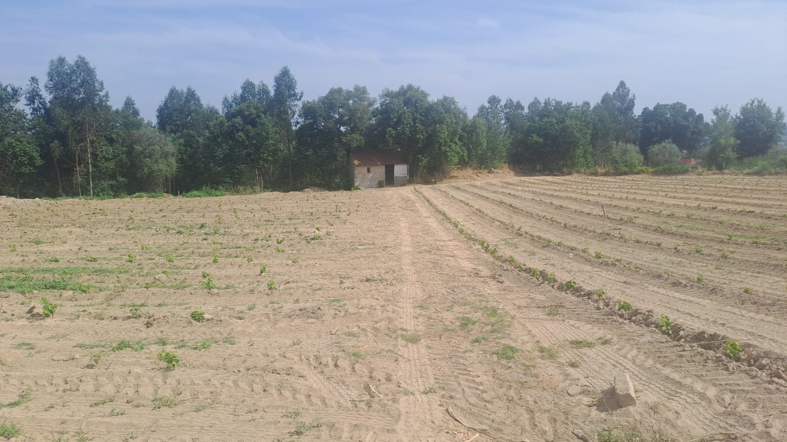 Young vine plants in newly planted rows, with the stone shed and tree line beyond