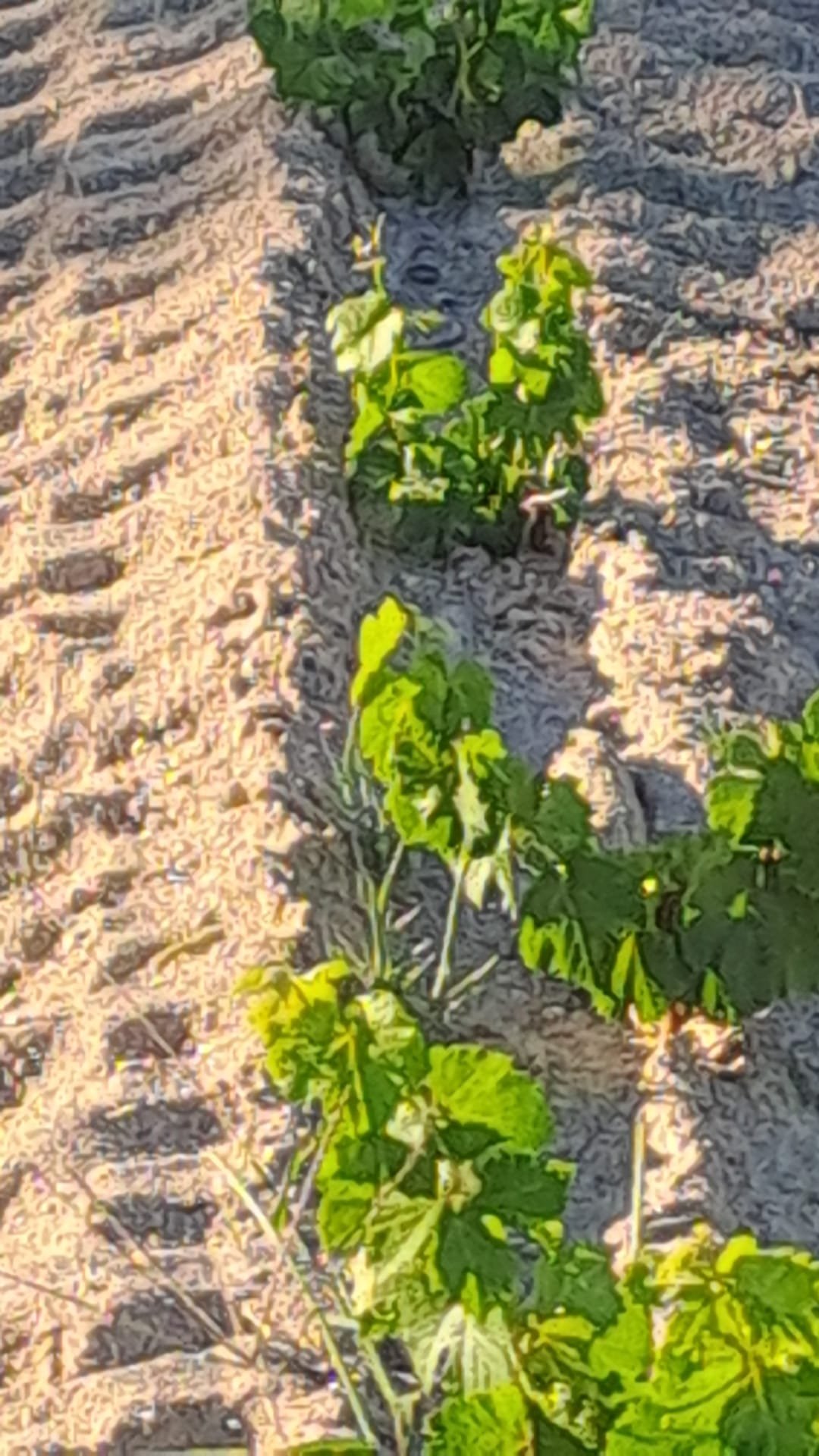 Close-up of healthy young vine leaves along a planted row