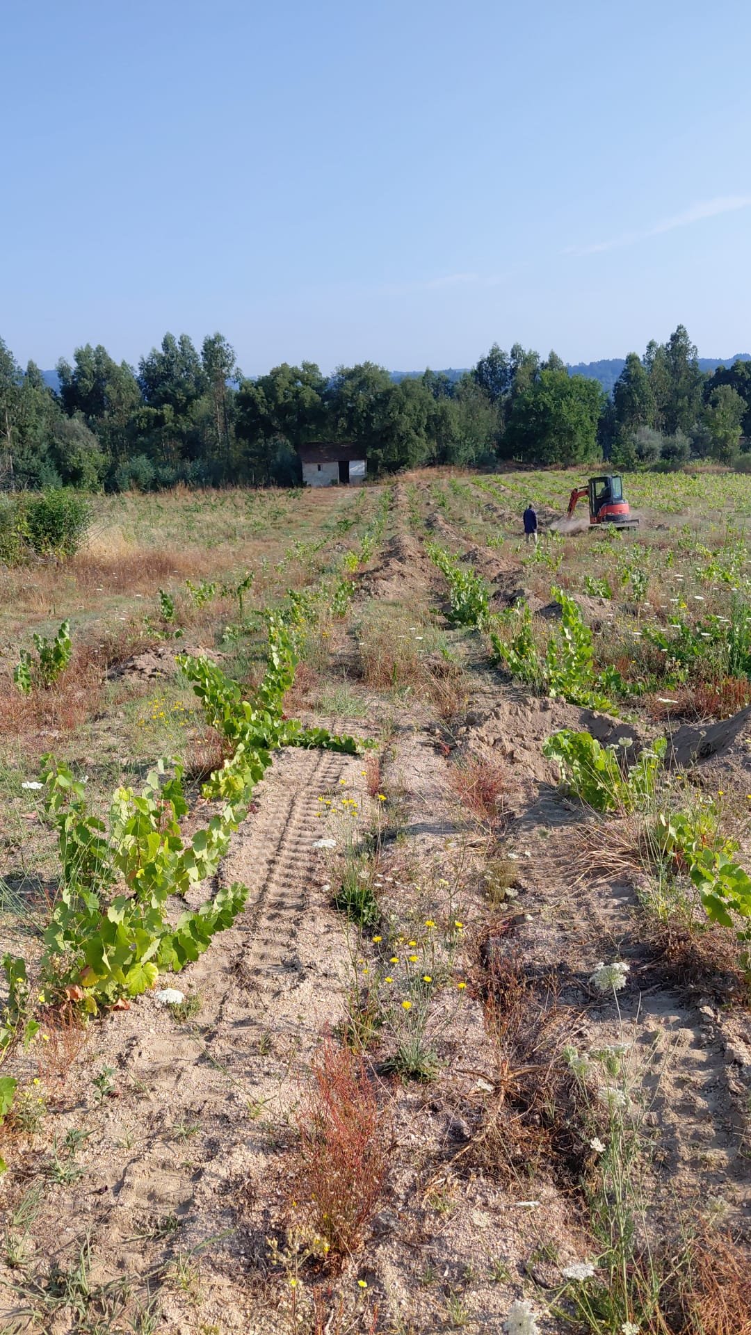 A mini excavator working between the vine rows, with the field shed in the background