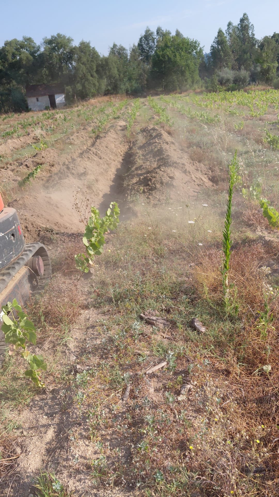 The excavator cutting a dusty trench alongside the young vines