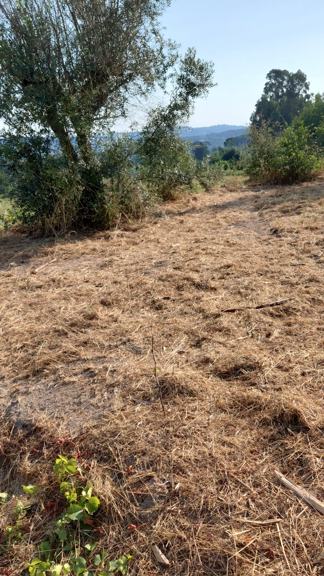 A mowed path along the edge of the vineyard, olive trees and hills beyond